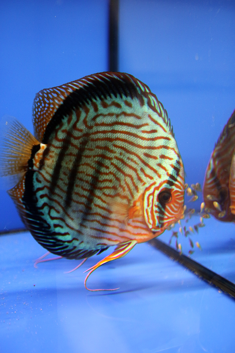 altum stripe tyrkys